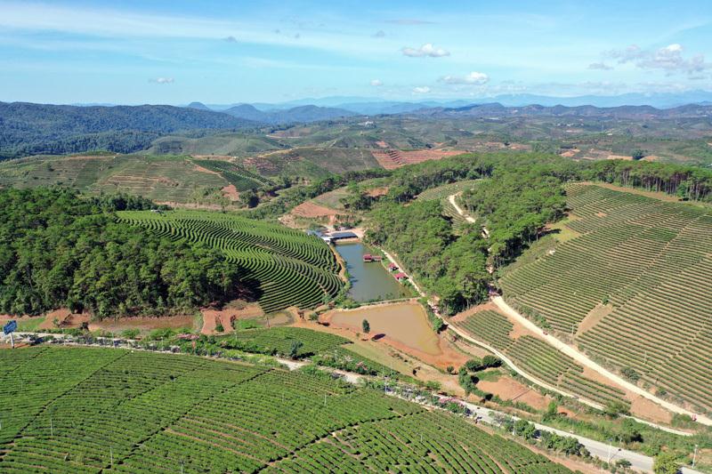 大渡崗萬畝茶園