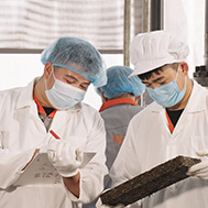  精于茶，良心茶遵循傳統制茶工藝