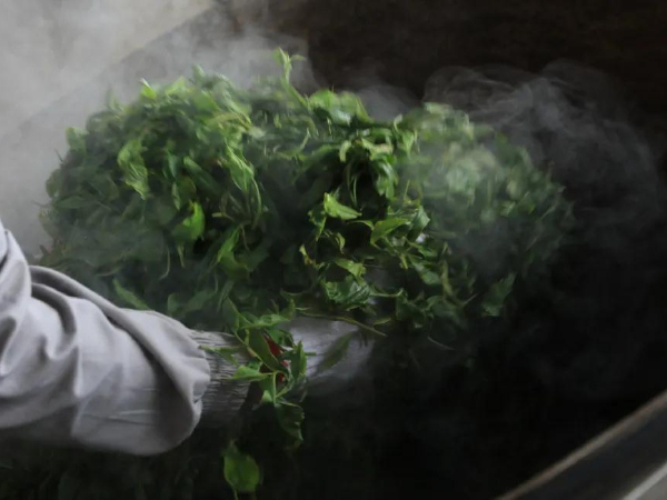 普洱茶殺青