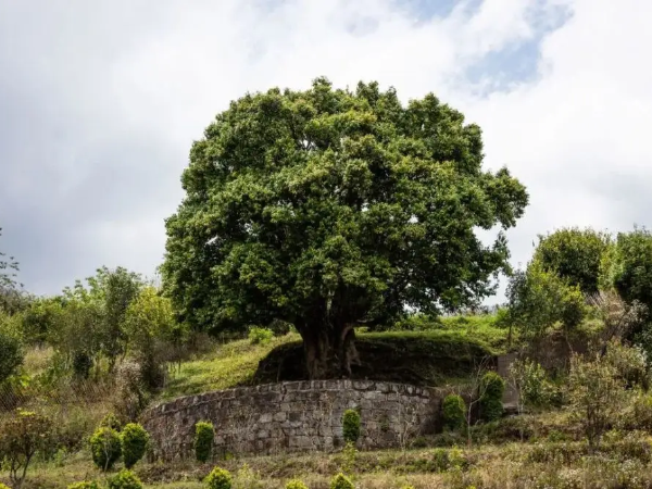 香竹箐錦秀茶尊-世界上最大的人工栽培型古茶樹