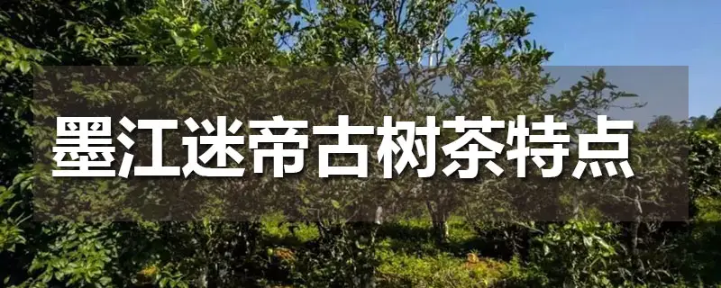 迷帝古茶的特點