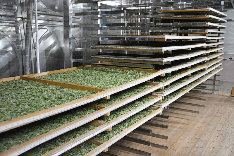 白茶室內(nèi)萎凋