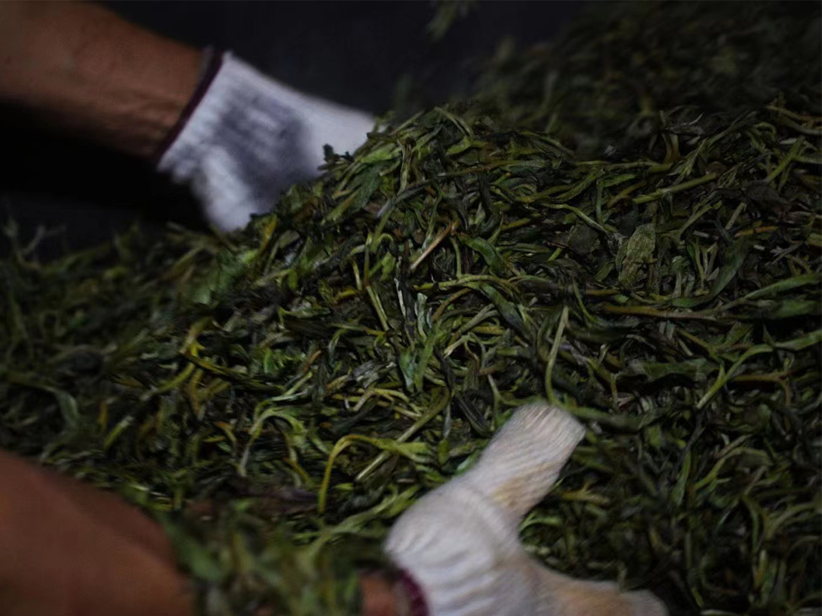 普洱茶制作工藝