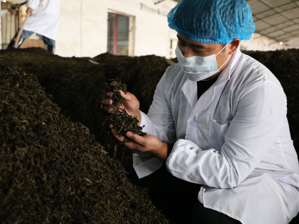 熟茶發(fā)酵