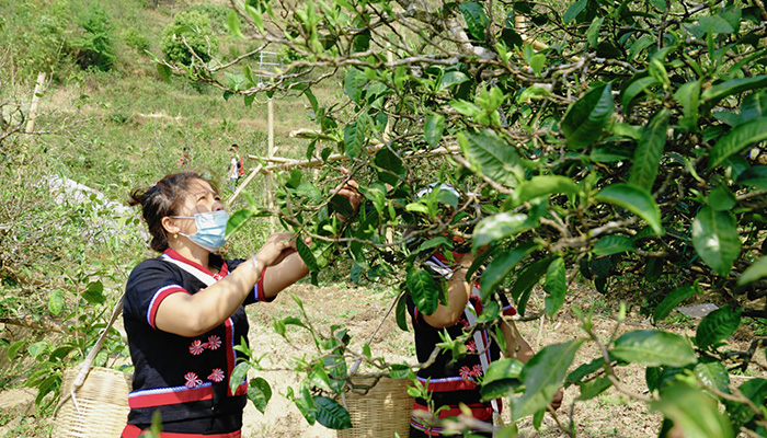 竹筒香茶功效有哪些？葉片情普洱生茶廠家為你介紹